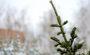 Соцсети: в Кузбассе женщина украла новогоднюю ёлку под покровом ночи