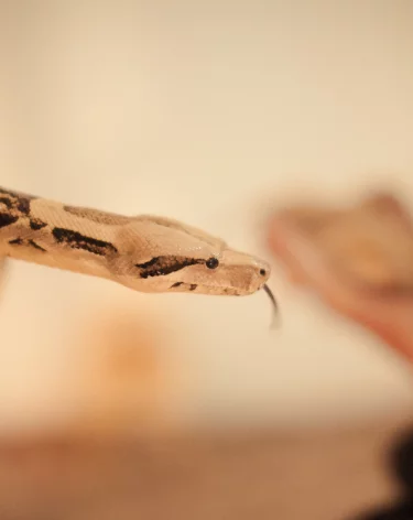 РЕН ТВ: ядовитая змея укусила 16-летнюю девочку в Москве