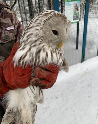 Фото, инфографика: <a href=https://t.me/kuzalatau/1494>Заповедник «Кузнецкий Алатау»</a> / Telegram