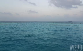 112 погибших тюленей нашли на берегу Каспийского моря в Казахстане