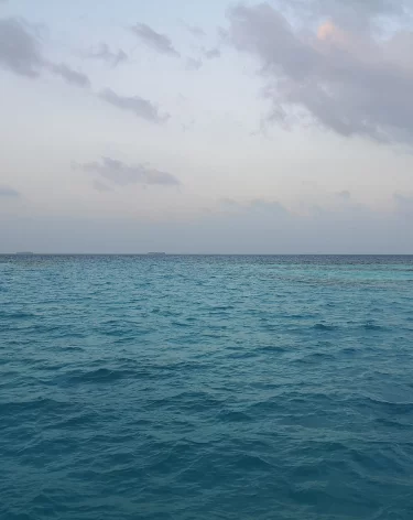 112 погибших тюленей нашли на берегу Каспийского моря в Казахстане