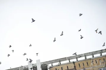 Фото: Кемеровчане сняли на видео «птичий вихрь» на проспекте Шахтёров 1