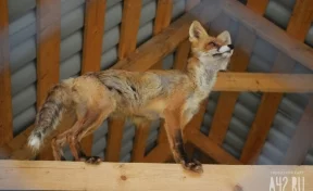 «В надежде получить вкусняшки»: в Шерегеше на фото попала вышедшая к людям лисица
