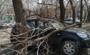 Очевидец: в Кемерове на машину упало дерево