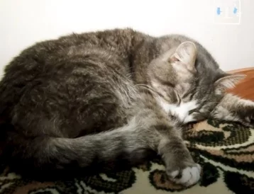 Фото: В Кемерове 19 кошек срочно ищут новый дом из-за болезни их пожилой хозяйки 1