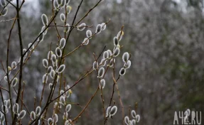 В РПЦ опровергли миф о том, что освящение вербы является «магическим ритуалом»