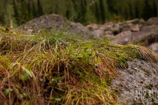 Спасатели обследовали ещё 120 км в поисках Усольцевых: результата нет