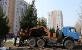 В Кемерове выкопали взрослые ели на улице Гагарина для переноса на новое место