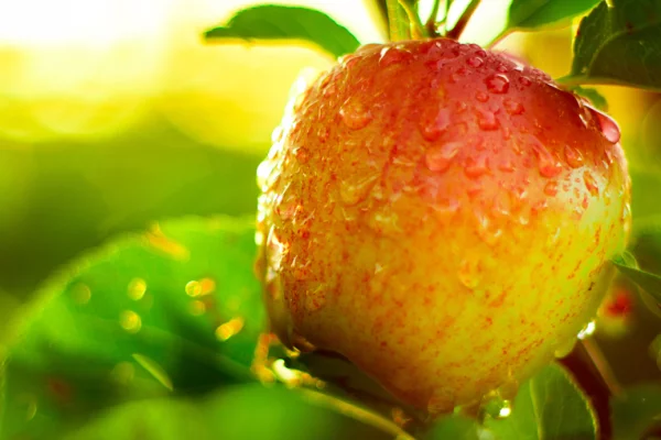 Урожай яблок и груш в 2025 году может на четверть превзойти результат 2024 года и достичь 1,9 млн тонн — РСХБ