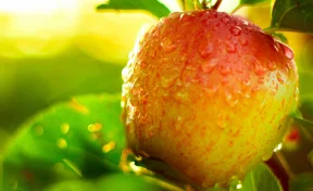 Урожай яблок и груш в 2025 году может на четверть превзойти результат 2024 года и достичь 1,9 млн тонн — РСХБ