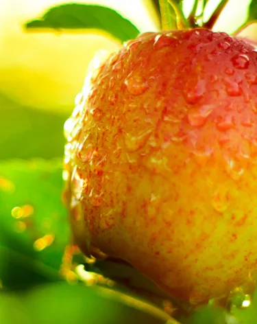 Урожай яблок и груш в 2025 году может на четверть превзойти результат 2024 года и достичь 1,9 млн тонн — РСХБ