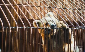 Власти разрешили отстрел медведя, который напал на домашний скот в Кузбассе