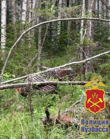 В Кузбассе предприниматель вырубил деревья на 400 000 рублей