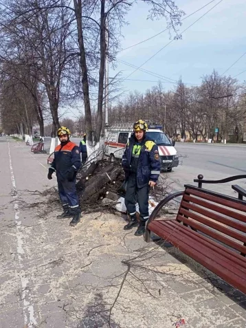 Фото: Мэр Кемерова показал последствия шквалистого ветра: упавшие ветки, повреждённые остановки 4