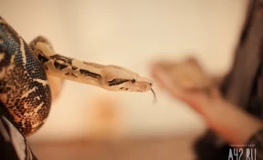 РЕН ТВ: ядовитая змея укусила 16-летнюю девочку в Москве