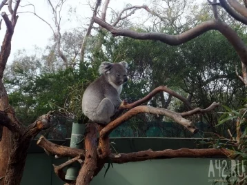 Фото: Позирующая коала стала звездой Интернета 1