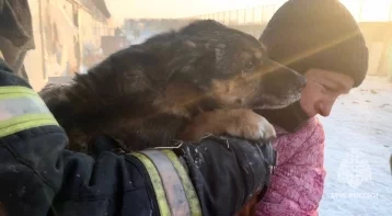 Фото: В МЧС рассказали о спасённых животных из сгоревшего приюта в Южно-Сахалинске 1