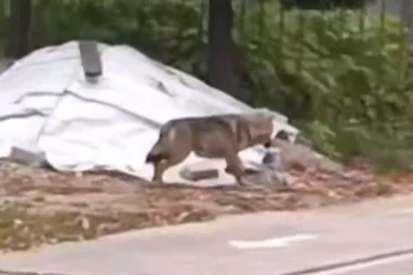 В Вологодской области на территорию детского сада зашёл волк