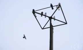 «Плановое мероприятие»: власти кузбасского города объяснили массовую гибель голубей
