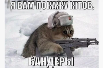 Фото: Символом Крыма может стать кот Ватник 1