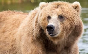 Медведь откусил женщине руку на новогоднем корпоративе