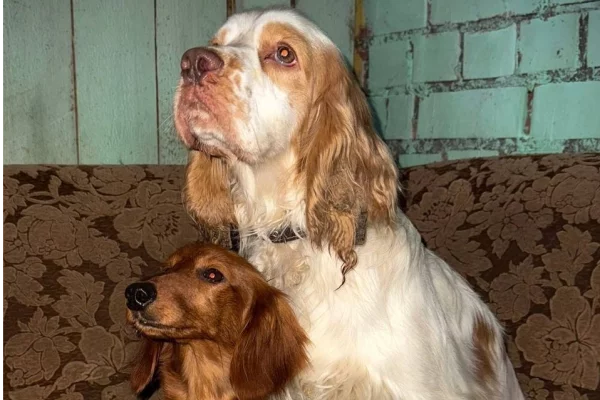 В Псковской области уволили чиновницу, выбросившую 25 собак на мороз