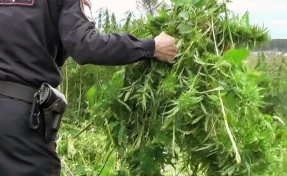 В Новокузнецке полицейские обнаружили плантацию конопли