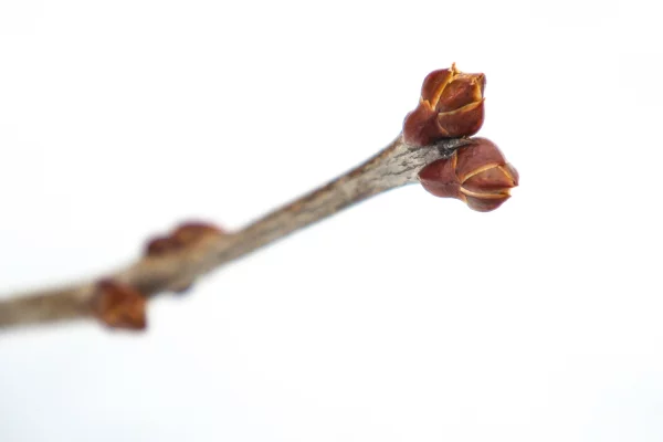 Перепады температуры от -12 до +3 пообещали синоптики 19 марта в Кузбассе