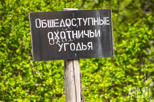 В Кузбассе охотникам разрешили убить 28 медведей и 45 барсуков