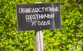 В Кузбассе охотникам разрешили убить 28 медведей и 45 барсуков