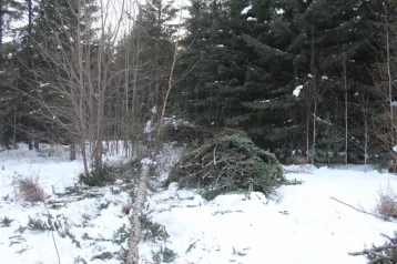 Фото: Житель Кузбасса осуждён за 42 спиленных дерева 1