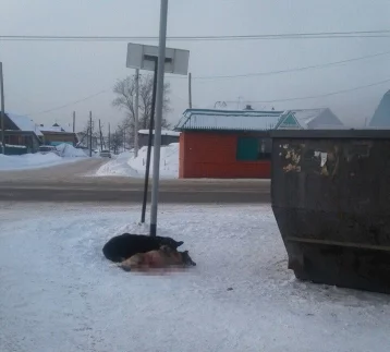 Фото: История со сбитой собакой в Кемерове вызвала бурную реакцию в соцсетях 1