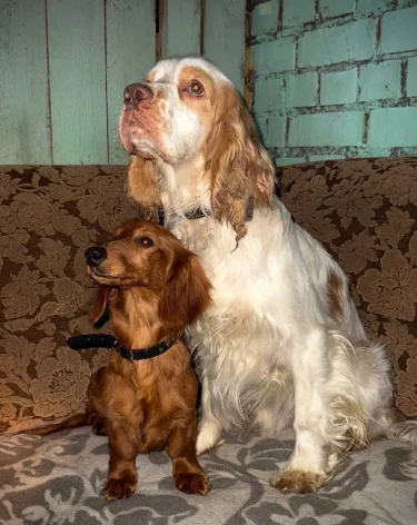 В Псковской области уволили чиновницу, выбросившую 25 собак на мороз