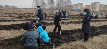 Фото: «Лес Победы»: в Новокузнецке высадили около 3 000 саженцев хвойных деревьев 1