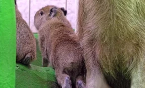 Московский зоопарк показал недавно родившихся детёнышей капибары