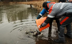 УК «Кузбассразрезуголь» провела зарыбление верховьев Томи для очистки рек