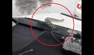 Фото: Выползшая из-под капота авто змея напугала водителя 1