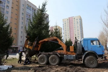 Фото: В Кемерове выкопали взрослые ели на улице Гагарина для переноса на новое место 1