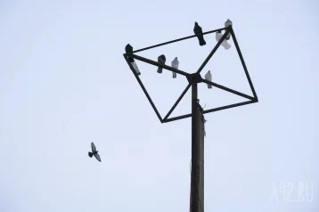 Фото: «Плановое мероприятие»: власти кузбасского города объяснили массовую гибель голубей 1