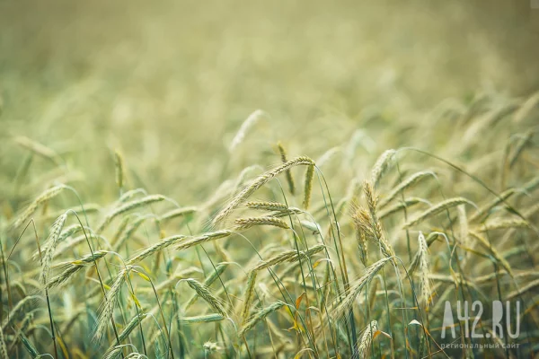 Объём сельскохозяйственного экспорта России превысил 41 млрд долларов