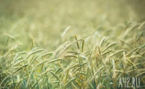 Объём сельскохозяйственного экспорта России превысил 41 млрд долларов