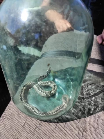 Фото: Жительница Кузбасса столкнулась со змеёй на своём участке, на место прибыли спасатели 1