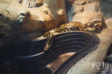 Фото: Кузбассовцы поймали змею во дворе дома 1