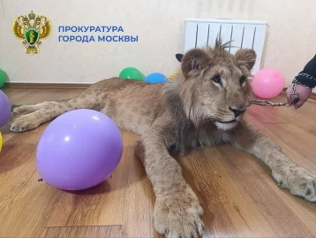 Фото: В Москве у организаторов фотосессий с хищниками изъяли львов 1