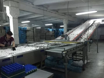 Фото: Сергей Цивилёв: Кузбасс установил рекорд по производству яиц 1