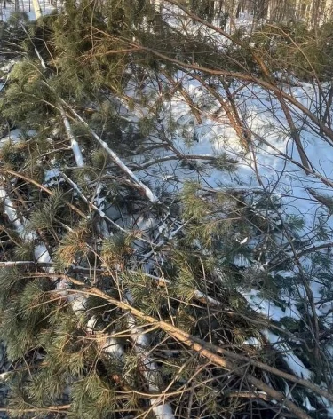 Фото: <a href=https://vk.com/wall-200752967_8751>минлескомплекса и охотхозяйства Кузбасса</a> / «ВКонтакте»