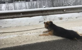 В Соликамске мужчина привязал собаку к машине и волок её по земле