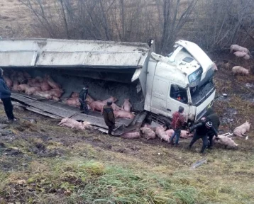 Фото: На кузбасской трассе перевернулась перевозившая свиней фура 1