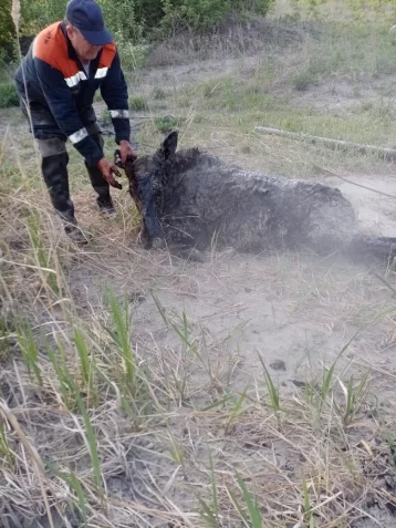 Фото: В Кузбассе лосиха застряла в яме с гудроном 1