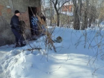 Фото: В Кузбассе спасатели вызволили из беды бродячую собаку 1